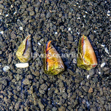Halloween Hermit Crabs, Trio