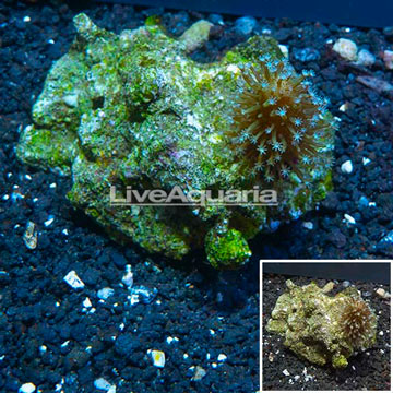 Toadstool Leather Coral Indonesia