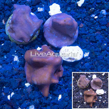 LiveAquaria® Three Pack Cultured Blue Ridge Coral