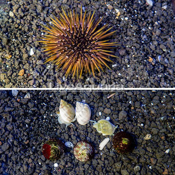 Pincushion Urchin, Trochus Snail and Nassarius Snail, Cleaner Pack
