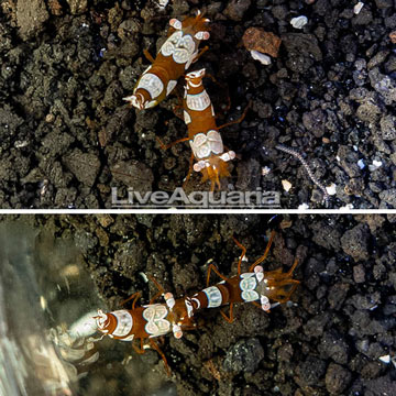 Sexy Anemone Shrimp, Four Lot