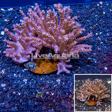  Tree Coral Indonesia