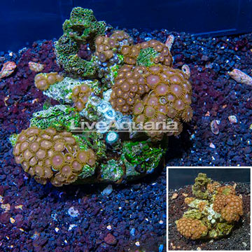 Zoanthus Coral Indonesia