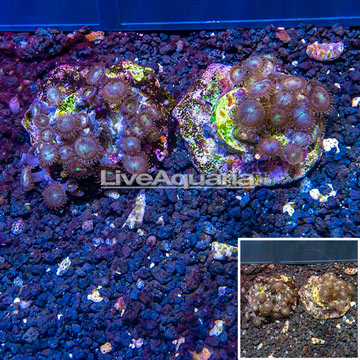 Two Pack Zoanthus Coral Indonesia
