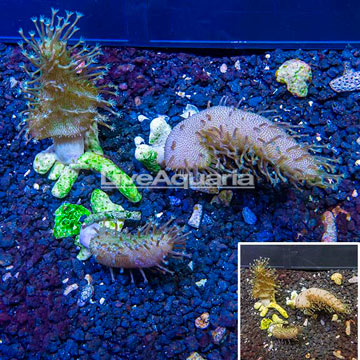 Three Pack Lobed Brain Coral Vietnam
