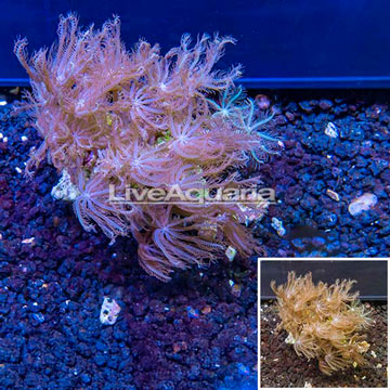 Waving Hand Coral Vietnam