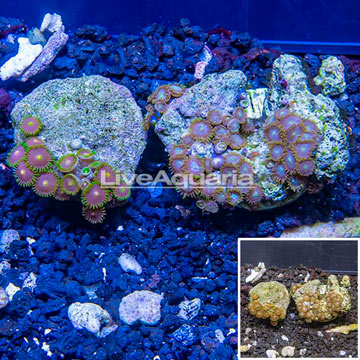 Two Pack Zoanthus Coral Indonesia