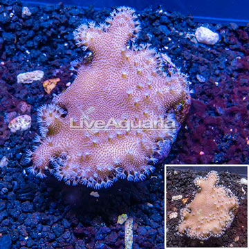Devil's Hand Leather Coral Indonesia