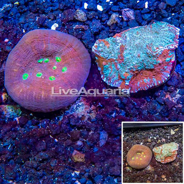 LiveAquaria® Two Pack Cultured Ultra Chalice Coral