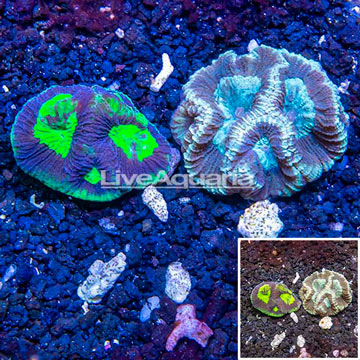 LiveAquaria® Two Pack Cultured Goniastrea Brain Coral