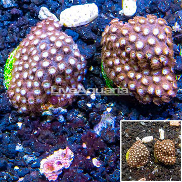LiveAquaria® Two Pack Cultured Cyphastrea Frag