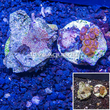 Two Pack Actinodiscus and Zoanthus Coral Indonesia