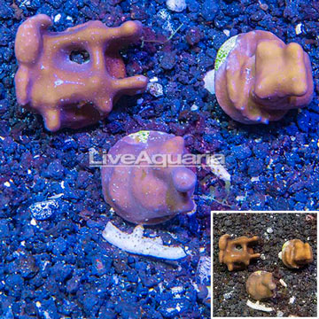 LiveAquaria® Three Pack Cultured Blue Ridge Coral