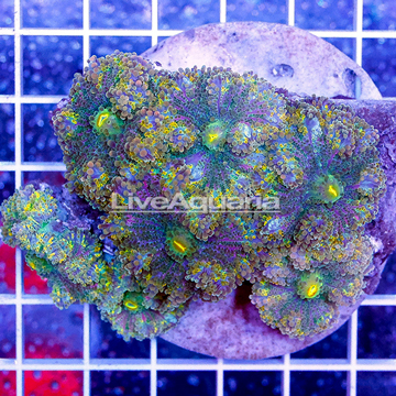 Ricordea Mushroom Rock Indonesia