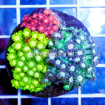 Combo Goniopora Coral Indonesia