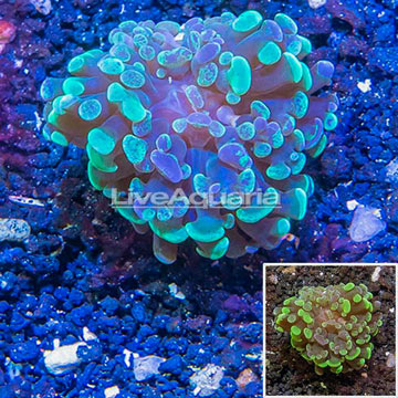 LiveAquaria® Cultured Hammer Coral