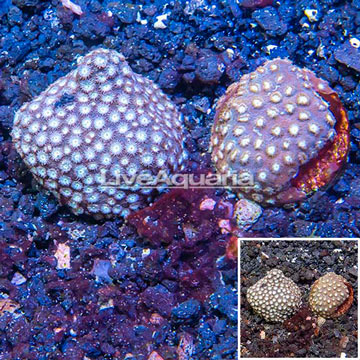 LiveAquaria® Two Pack Cultured Cyphastrea Frag