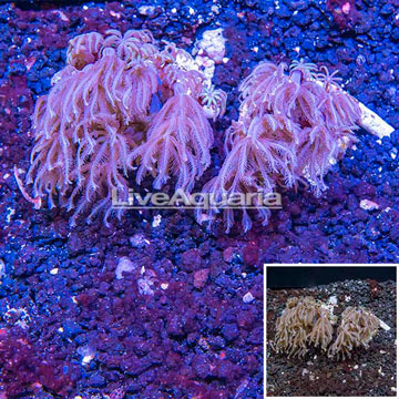 LiveAquaria® Two Pack Cultured Anthelia Coral