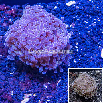 LiveAquaria® Cultured Hammer Coral