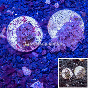 LiveAquaria® Two Pack Cultured Xenia Coral