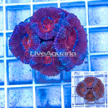 LiveAquaria® Cultured Acan Lord Coral