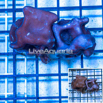 LiveAquaria® Two Pack Cultured Blue Ridge Coral