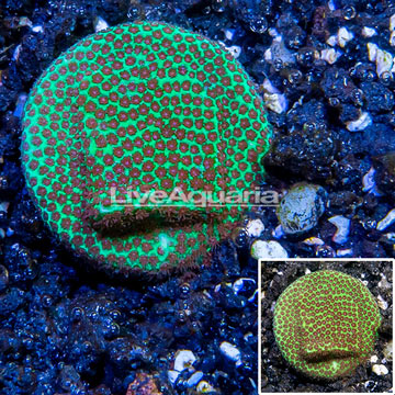 USA Cultured Screamin' Demon Porites Coral