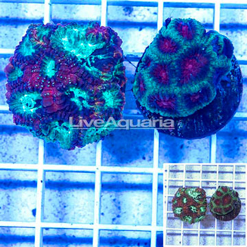 LiveAquaria® Two Pack Cultured Favia Coral