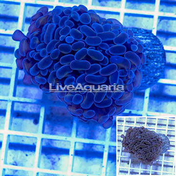 LiveAquaria® Cultured Ultra Hammer Coral