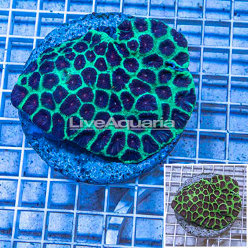 Favia Coral Indonesia