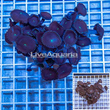 LiveAquaria® Three Pack Cultured Protopalythoa Coral