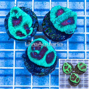 LiveAquaria® Three Pack Cultured Goniastrea Brain Coral