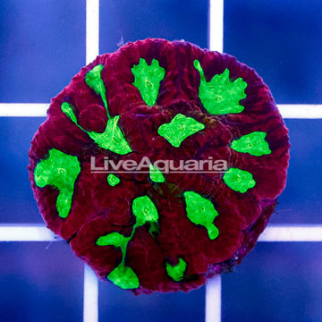 USA Cultured Red Dawn Favites Coral