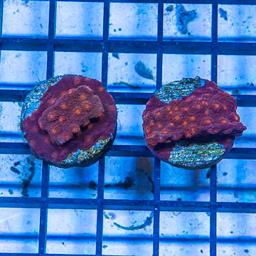 LiveAquaria® Two Pack Cultured Cyphastrea Frag