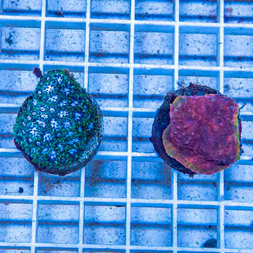 LiveAquaria® Two Pack Cultured Echinophyllia aspera and Leptastrea Coral