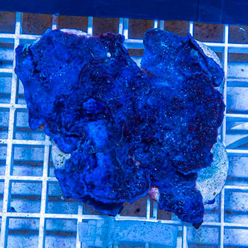 LiveAquaria® XL Cultured Photosynthetic Plating Blue Sponge