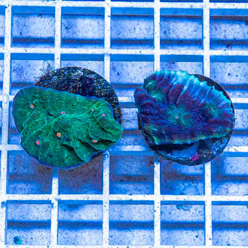 LiveAquaria® Two Pack Cultured Ultra Chalice Coral