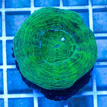 Scolymia Coral Australia