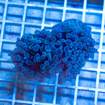 LiveAquaria® Cultured Ultra Hammer Coral