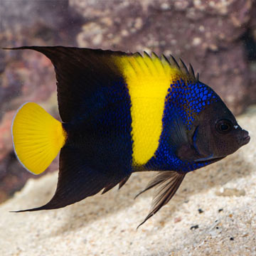 Asfur Angelfish