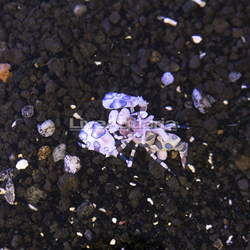 Harlequin Shrimp, Male