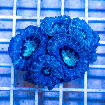 LiveAquaria® Cultured Acan Lord Coral