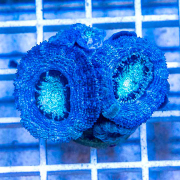 LiveAquaria® Cultured Acan Lord Coral