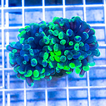 LiveAquaria® Cultured Ultra Hammer Coral