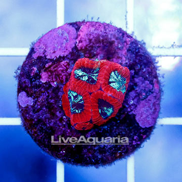 USA Cultured Cherry Berry Favia Brain Coral