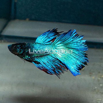 Halfmoon Betta