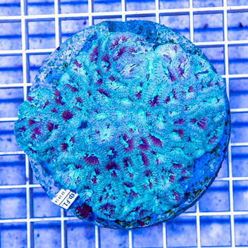 Goniastrea Brain Coral Indonesia