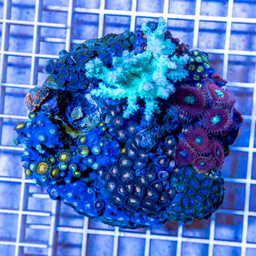 Zoanthus Coral Indonesia