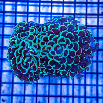 Hammer Coral Indonesia