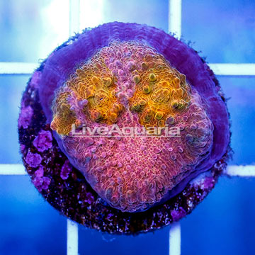 USA Cultured Ultra Chalice Coral